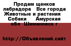 Продам щенков лабрадора - Все города Животные и растения » Собаки   . Амурская обл.,Шимановск г.